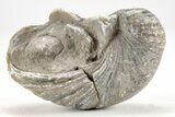 Devil's Toenail Fossil Oyster (Gryphaea) - Medium Size - Photo 4